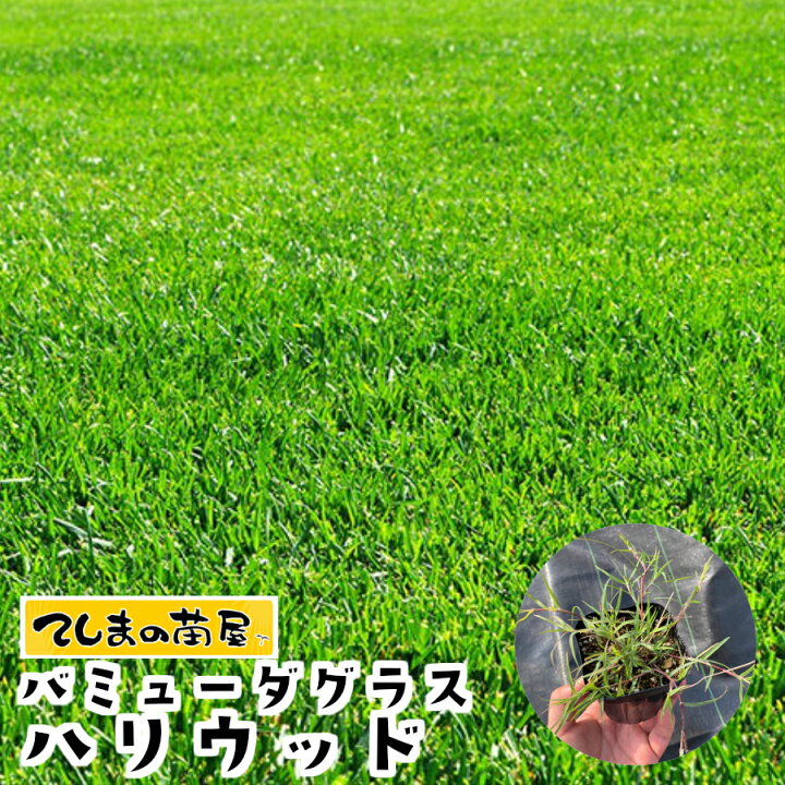 楽天市場 てしまの苗 ポット芝苗 バミューダグラス ハリウッド ポット芝 てしまの苗屋 楽天市場店