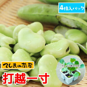 yĂ܂̕cz\}c ŉzꐡ 4pbN c