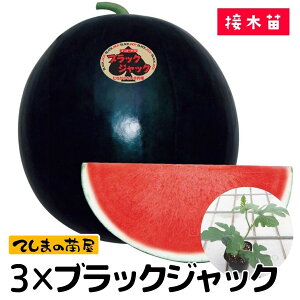 yĂ܂̕czXCJc 3XubNWbN fږؕc 9cm|bg