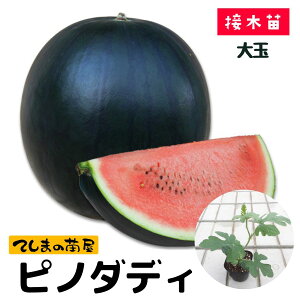 yĂ܂̕czʃXCJc sm_fB 9cm|bg fږؕc