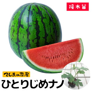 yĂ܂̕cz ʃXCJ@ЂƂ肶߃im@fږؕc@9cm|bg@ؕc