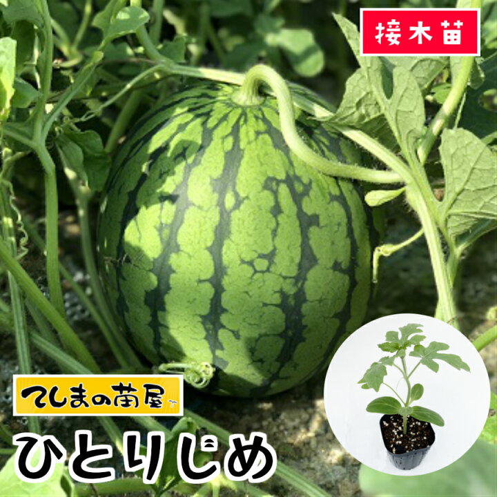 楽天市場 てしまの苗 小玉スイカ苗 ひとりじめ 断根接木苗 9cmポット 野菜苗 てしまの苗屋 楽天市場店