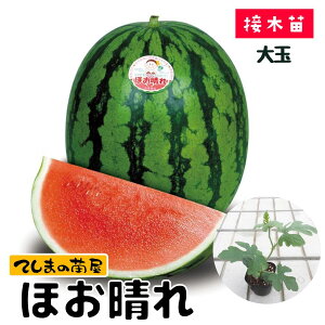 yĂ܂̕czȂʃXCJc ق 9cm|bg fږؕc