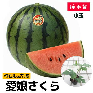 yĂ܂̕czʃXCJc  9cm|bg fږؕc