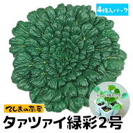 【てしまの苗】 タアサイ苗 緑彩2号 4株入りパック