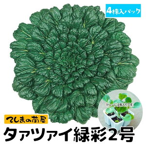 yĂ܂̕cz ^ATCc ΍2 4pbN