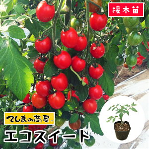 yĂ܂̕cz~jg}gc GRXC[g fږؕc 9cm|bg ؕc