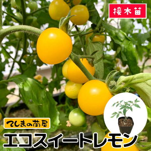 �y�Ă��܂̕c�z�~�j�g�}�g�c �G�R�X�C�[�g������ 9cm�|�b�g �f���ږؕc