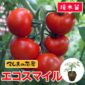 【てしまの苗】　中玉トマト　エコスマイル　9cmポット　断根接木苗