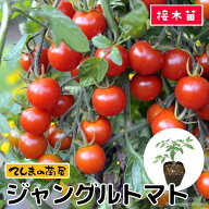 【てしまの苗】ミニトマト苗 ジャングルトマト 9cmポット 断根接木苗