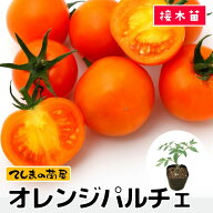 【てしまの苗】ミニトマト苗 オレンジパルチェ 9cmポット 断根接木苗