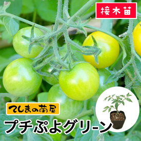 【てしまの苗】ミニトマト苗 CFプチぷよグリーン 9cm 断根接木苗