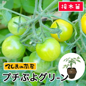 yĂ܂̕cz~jg}gc CFv`ՂO[ 9cm fږؕc