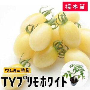 yĂ܂̕cz~jg}gc TYvzCg 9cm|bg fږؕc