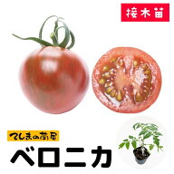【てしまの苗】ミニトマト苗 ベロニカ 9cmポット 断根接木苗