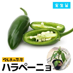 yĂ܂̕czgEKVc ny[j c 9cm|bg