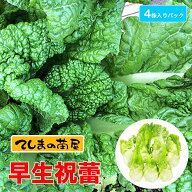 【てしまの苗】 子持ちタカナ苗 早生祝蕾 わせしゅくらい 4株入りパック 葉菜苗