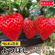 【てしまの苗】 イチゴ苗 四つ星 よつぼし プラグ苗 406穴（395本保障）【人気】