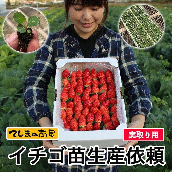 楽天市場】実取り用イチゴ苗生産依頼 紅ほっぺ 恋みのり 夏のしずく 