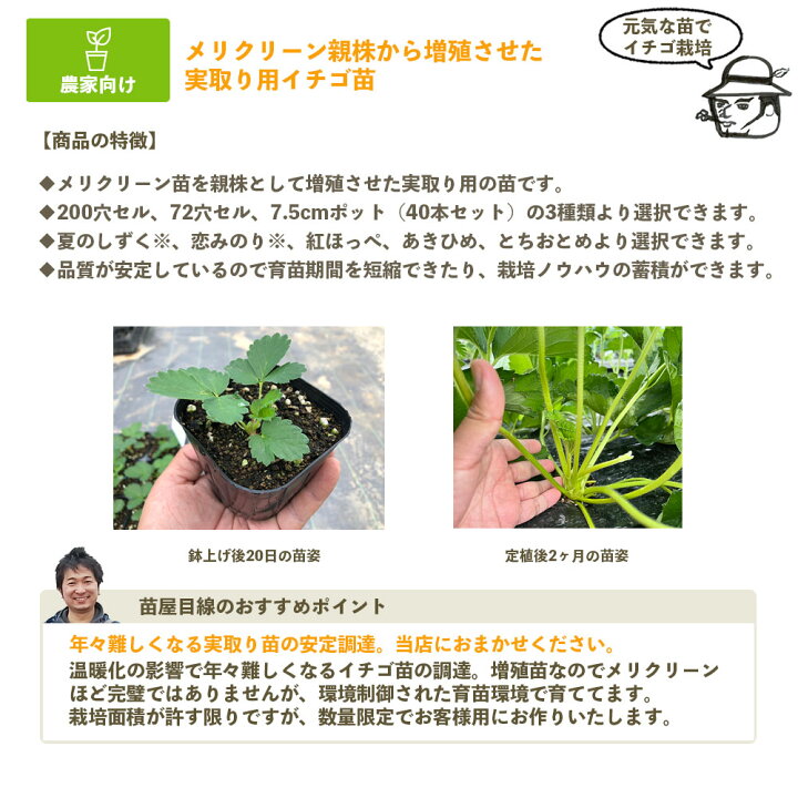 楽天市場】実取り用イチゴ苗生産依頼 紅ほっぺ 恋みのり 夏のしずく 
