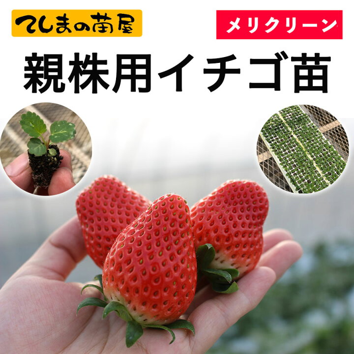 楽天市場】【春(3月−4月）納品】 メリクリーン親株用イチゴ苗 紅 