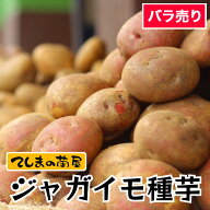 【てしまの苗】※2月上旬より順次発送 ジャガイモ タネ芋 1玉ずつバラ売り 男爵 メークイン キタアカリ …