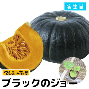 yĂ܂̕czJ{`c ubÑW[ 9cm|bg c