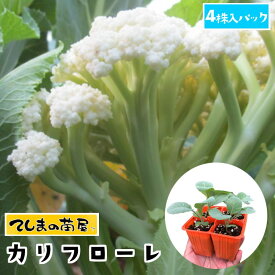 【てしまの苗】 カリフラワー苗 カリフローレ 4株入りパック 葉菜苗 【人気】