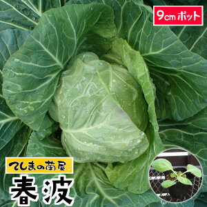 �y�Ă��܂̕c�z �L���x�c�c �t�g 9cm�|�b�g �t�ؕc