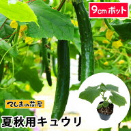 【てしまの苗】 夏秋栽培用接木キュウリ（ハウス向け品種） 品種指定なし 9cmポット