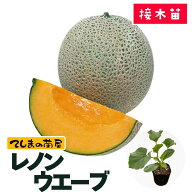 【てしまの苗】 メロン苗 レノンウェーブ 断根接木苗 9cmポット 【人気】