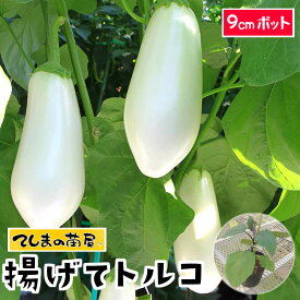 【てしまの苗】　ナス苗　揚げてトルコ　断根接木苗　9cmポット