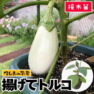 【てしまの苗】 白ナス苗 揚げてトルコ 断根接木苗 9cmポット