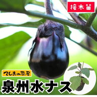 【てしまの苗】 ナス苗 泉州水ナス 断根接木苗 9cmポット【人気】