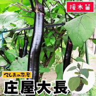 【てしまの苗】 ナス苗 庄屋大長 断根接木苗 9cmポット