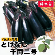 【てしまの苗】 ナス苗 とげなし千両二号 断根接木苗 9cmポット