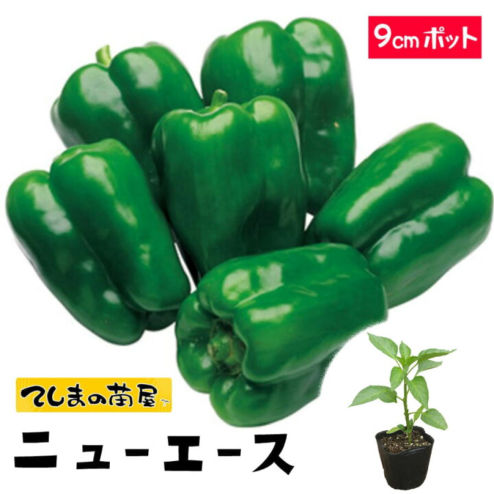 楽天市場 てしまの苗 ピーマン苗 ニューエース 断根接木苗 9cmポット てしまの苗屋 楽天市場店