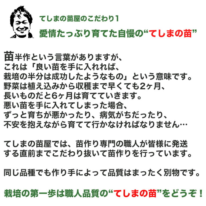 楽天市場 てしまの苗 ピーマン苗 京波 断根接木苗 9cmポット 人気 てしまの苗屋 楽天市場店