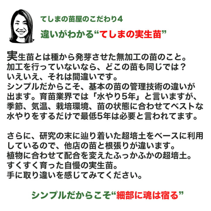 楽天市場 てしまの苗 たまねぎ苗 ペコロス ミニタマネギ 9ｃｍポット 実生苗 てしまの苗屋 楽天市場店