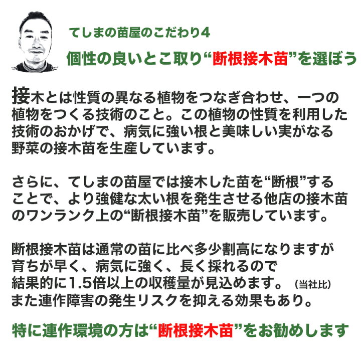 【てしまの苗】 ミニトマト苗 ピンキー 断根接木苗 9cmポット 野菜苗 培土 種 てしまの苗屋 ミニトマト苗 ピンキー 断根接木苗 9cmポット 野菜苗 培土 種