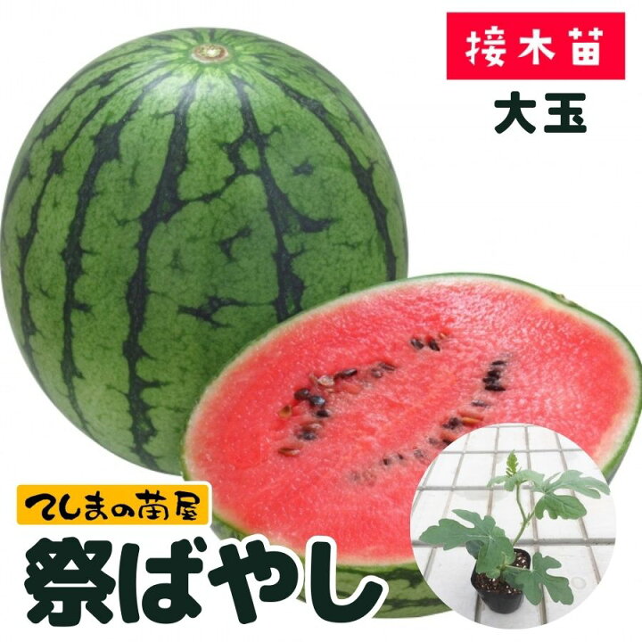 楽天市場】【てしまの苗】 大玉スイカ苗 祭ばやし777 断根接木苗 9cm 