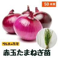 【予約受付中】 赤玉 たまねぎ苗 約50本束 湘南レッド、紅、レッドアローなどタマネギ苗 抜き苗 【野菜苗…