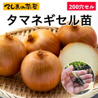 【てしまの苗】 タマネギセル苗 200穴セル（180本保障） 10月末から順次発送 超極早生 早生 中生 晩生 ※…