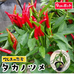 yĂ܂̕cz gEKVc ^Jmc c 9cm|bg