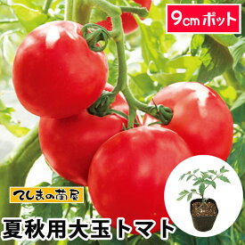 【てしまの苗】 夏秋栽培用接木 大玉トマト（プロ農家・ハウス栽培向け） 品種指定なし 9cmポット