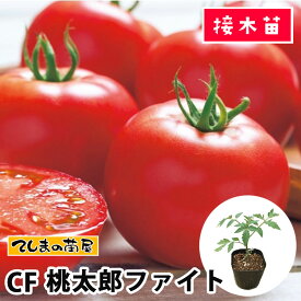 【てしまの苗】 大玉トマト苗 桃太郎ファイト 断根接木苗 9cmポット 野菜苗 培土 種