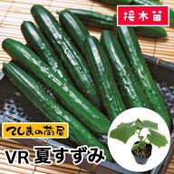 【てしまの苗】 キュウリ苗 VR夏すずみ 断根接木苗 9cmポット【人気】