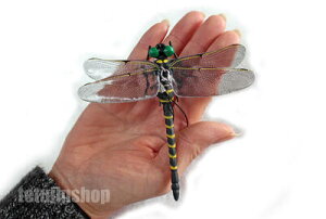 ŃMl@~LRX@M-55@C`Ȓ̓VG@3Way@Ij}@Ss@Nbv@XgbvyIAAuAuAJVɁIQ͓VG̃Ij}LCIz