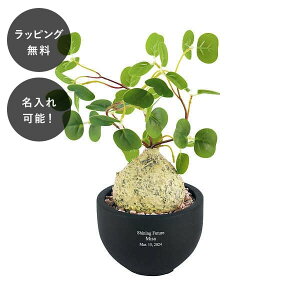 y7ȓɏoׁz CTG}R[fbNX tBIiN ϗtA lHϗtA