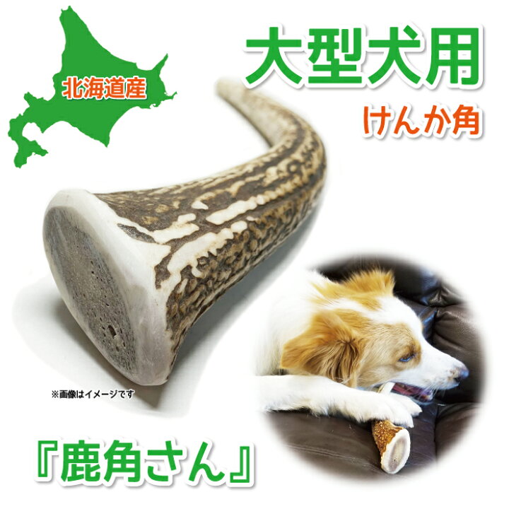 楽天市場】【大型犬用 蝦夷鹿の角】『鹿角さん』 けんか角 1本 サイズ  